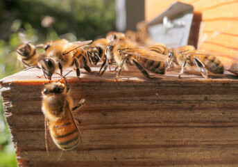Abeilles prenant le soleil à l'automne devant la ruche