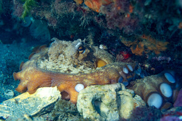 Naklejka na ściany i meble A octopus in the rocks