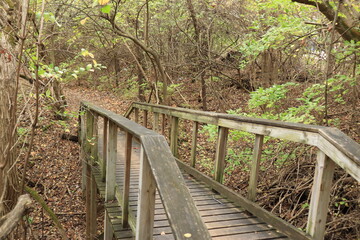 Wooden bridge in the autumn forest