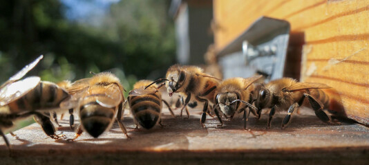 Abeilles prenant le soleil à l'automne devant la ruche