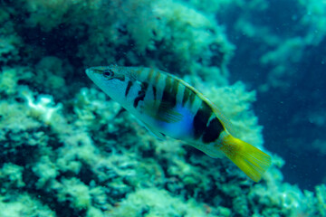 Big fish in the blue sea