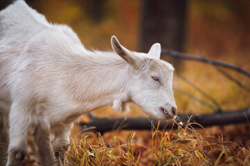 white young goat in the autumn forest chewing leaves