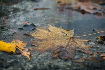 
Yellow maple leaf in a puddle, close-up shot