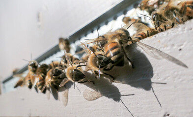 Abeilles au soleil à l'entrée de la ruche