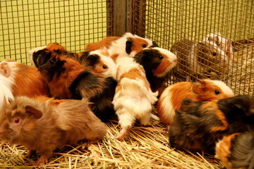 Several colored Guinea pig (Cavia porcellus) in a metal cage