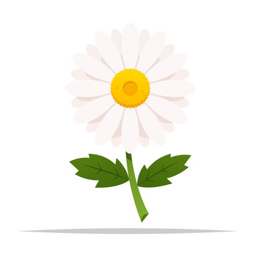 Cartoon daisy flower vector isolated illustration