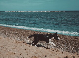 dog on the beach