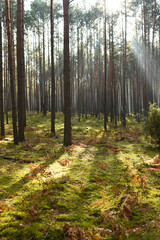Fototapeta premium forest in autumn