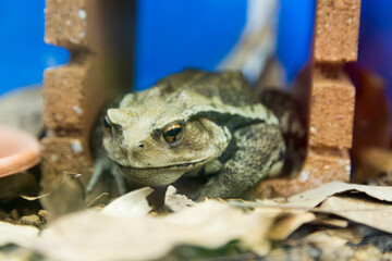 ニホンヒキガエル