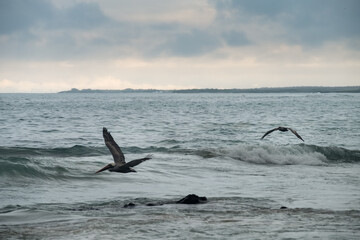 Obraz premium Blue footed booby flying over the beach. A flock of blue footed booby flying close the sea surface at Tortuga Bay beach in close to Isabela island, Galapagos Islands, Ecuador