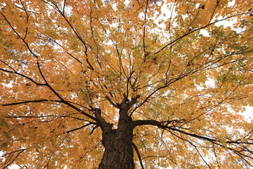 Maple trunk and yellow foliage