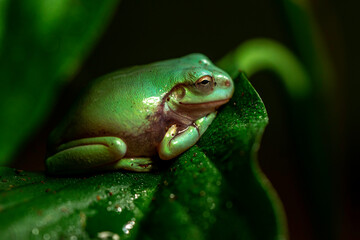 White's tree frog
