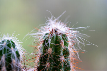 Cute small cactus in a pink pot sitting on a table. House plant and interior design. High quality photo