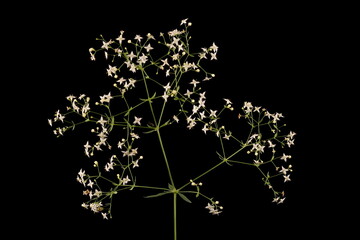 Intermediate Bedstraw (Galium intermedium). Inflorescence Closeup