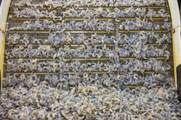 Processing frozen shrimp in a factory in Vietnam