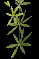 Intermediate Bedstraw (Galium intermedium). Stem and Leaves Closeup