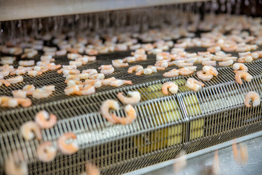 Processing frozen shrimp in a factory in Vietnam