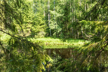 beautiful landscape with trees, plants, grass, stones, pond, river in summer in an eco-friendly place, Karelia, Russia