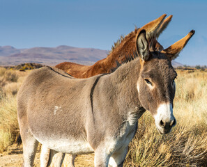 Image of a burro, donkey and mule. These are wild burros in the desert.