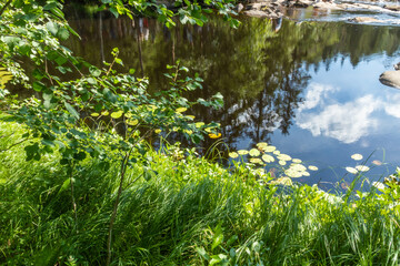 beautiful landscape with trees, plants, grass, stones, pond, river in summer in an eco-friendly place, Karelia, Russia