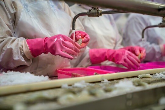 Process shrimp at factory in Vietnam