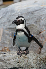 Naklejka premium ケープペンギン