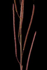 Dame's Violet (Hesperis matronalis). Infructescence Detail Closeup