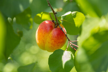 Ripe apricot hanging on a tree branch with sunshine during sunny summertime day. Healthy eating concept.