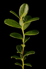 Cowberry (Vaccinium vitis-idaea). Vegetative Shoot Closeup