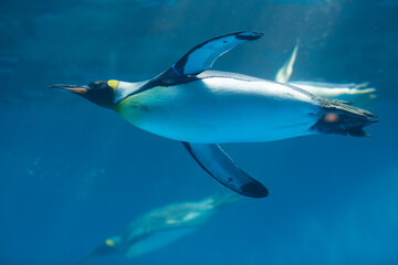 水中のオウサマペンギン