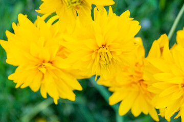 Bright yellow perennial Golden Glow, Rudbeckia laciniata double-flowered plant