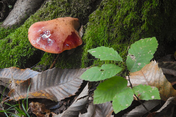 Fungo Fistulina hepatica o lingua di bue,primo piano su tronco di castagno