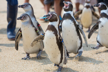 行進するフンボルトペンギン