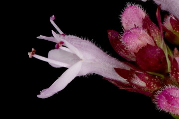 Fototapeta na wymiar Wild Marjoram (Origanum vulgare). Flower Closeup