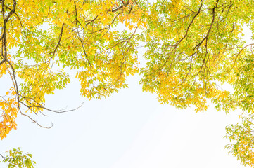 黄色いケヤキの紅葉