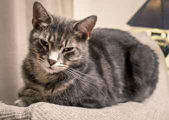 Domestic Tabby Cat Relaxing In Living Room