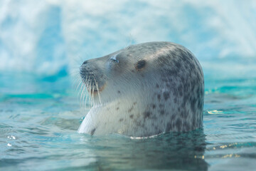 顔を出すワモンアザラシ © Paylessimages