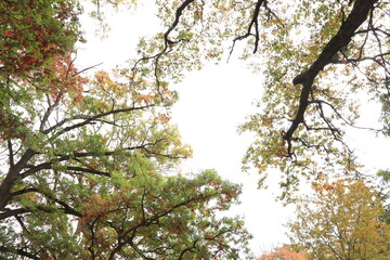 Crowns of autumn trees against the sky