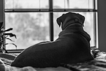 Large dog silhouetted against a window © MaryHerronPhoto