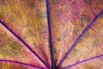 Nahaufnahme eines Laubblatts in bunten Herbstfarben und lila Verästelungen