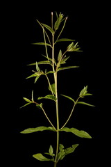 Marsh Willowherb (Epilobium palustre). Habit