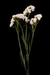 Wavyleaf Sea Lavender (Limonium sinuatum). Habit