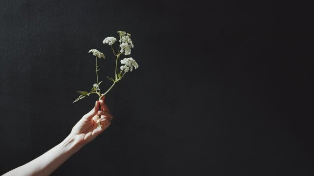 Studio shot of female hand holding yarrow flower against black background with copy space on the right side