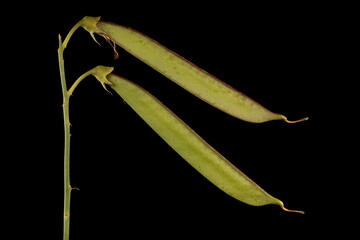 Broad-Leaved Everlasting Pea (Lathyrus latifolius). Immature Fruit Closeup