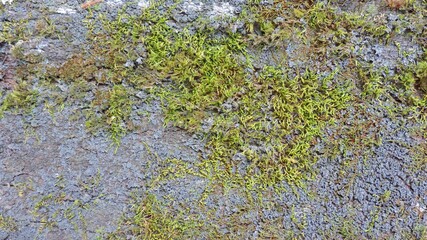 Wood, wood texture, wood photography, light brown, dark brown, bark.