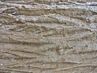Wood, wood texture, wood photography, light brown, dark brown, bark.