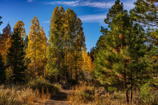 A beautiful fall landscape image with turning trees.