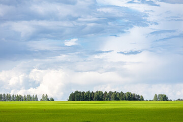 Summer landscape with green field and clouds in the sky