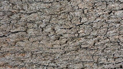 Wood, wood texture, wood photography, light brown, dark brown, bark.