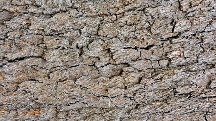 Wood, wood texture, wood photography, light brown, dark brown, bark.